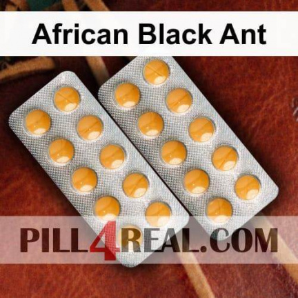African Black Ant 743