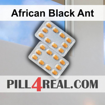 African Black Ant 750