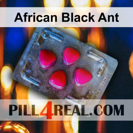 African Black Ant 776