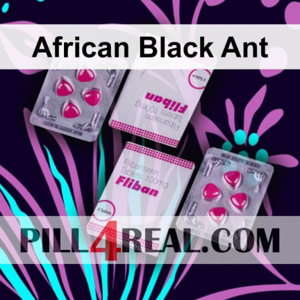 African Black Ant 790