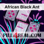 African Black Ant 790