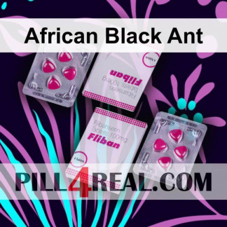 African Black Ant 790