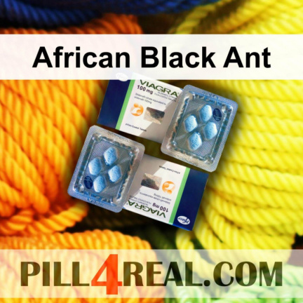 African Black Ant 853