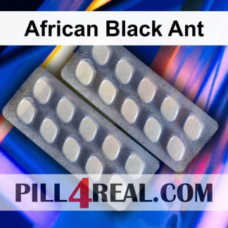 African Black Ant 938