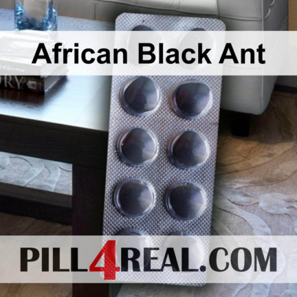 African Black Ant 973