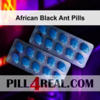 African Black Ant Pills 487