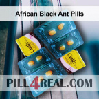 African Black Ant Pills 591