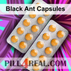 Black Ant Capsules 529