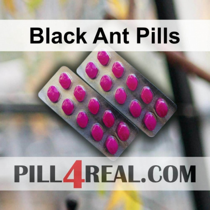 Black Ant Pills 433