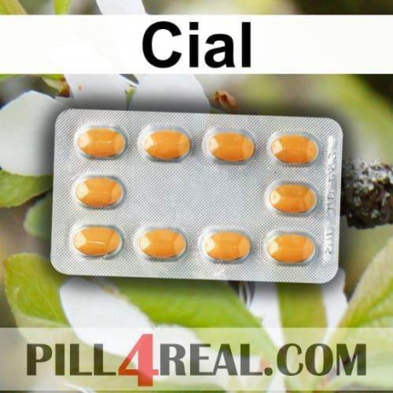Cial 482