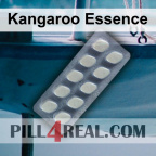 Kangaroo Essence 188