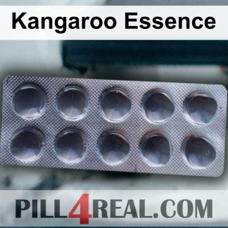 Kangaroo Essence 481