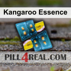Kangaroo Essence 578