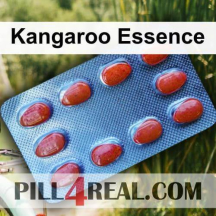 Kangaroo Essence 652