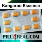 Kangaroo Essence 901